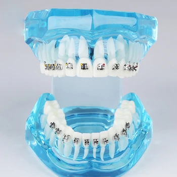 Обучающая стоматологическая модель с металлическим кронштейном, 5 коробок